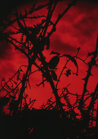 尸雾小镇尸雾小镇