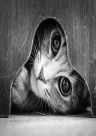 猫的报恩猫的报恩